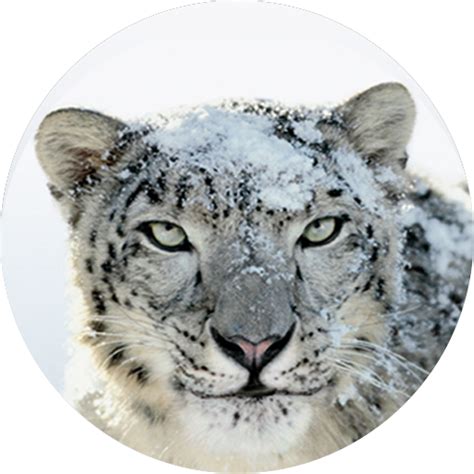 Download OS X snow leopard ISO | OS X snow leopard 10.6 - Siti Rohmah
