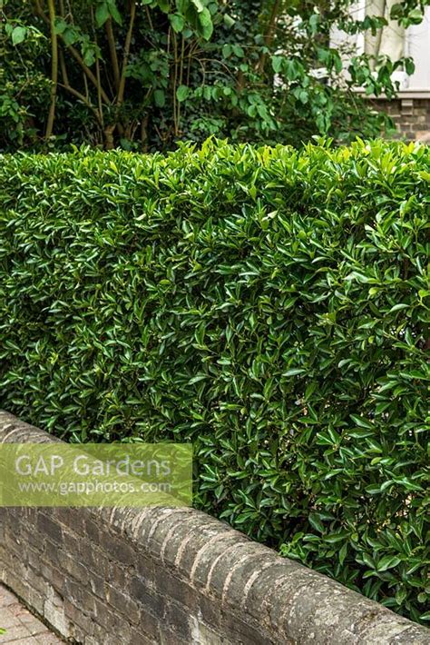 A Euonymus Japonicus Stock Photo By Howard Rice Image 1257297