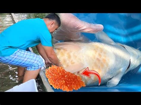 Minnesota koi pond ~ koi fish spawning ~ laying eggs. Koi fish breeders actual spawning of eggs ( Caught on ...