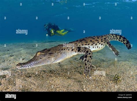Scuba Diver And Saltwater Crocodile Crocodylus Porosus Largest Of