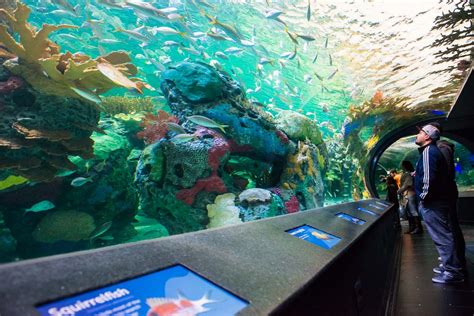 Torontos Ripleys Aquarium Is Officially Open For Business