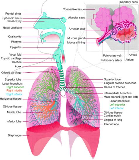 Anatomy Of Respiratory System Diagram