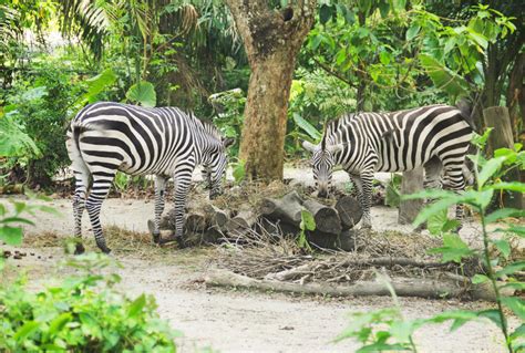 Two Young Zebra Eating Food Stock Image - Image of bali, eating: 47125101