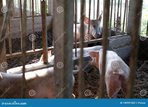 Pig In Stable In Organic Farm Stock Image Image Of Pigpen Pigfarm