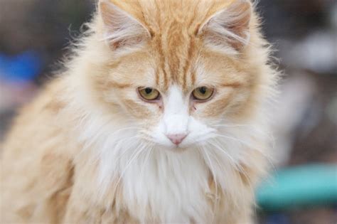 Fluffy Orangewhite Feral Cat Portrait
