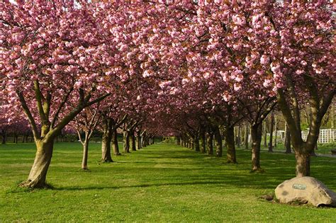 Cherry Blossoms At Brooklyn Botanic Garden Apollo Magazine