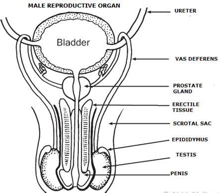 Human Male Reproductive System Sketch The Labeled Diagrams