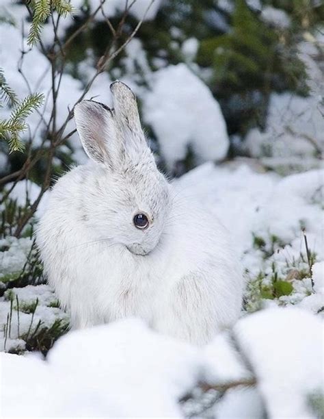 Snow Bunny Bunny Baubles