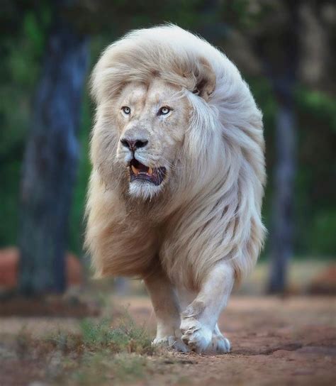 A Photographer Immortalizes The Beauty Of A White Lion From Every Angle Bright Side