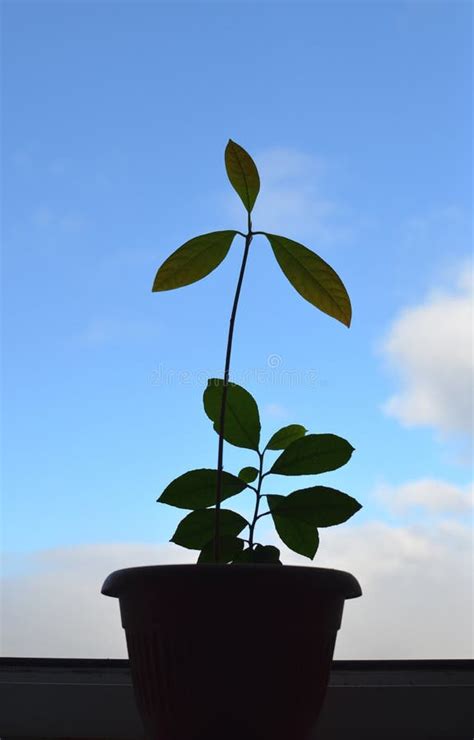 Sprout Of Lemon Plant Stock Photo Image Of Horticultural 123318460