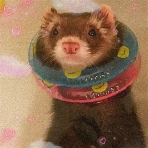 A Ferret Is Sitting On The Floor Wearing A Plastic Cone Around Its Neck