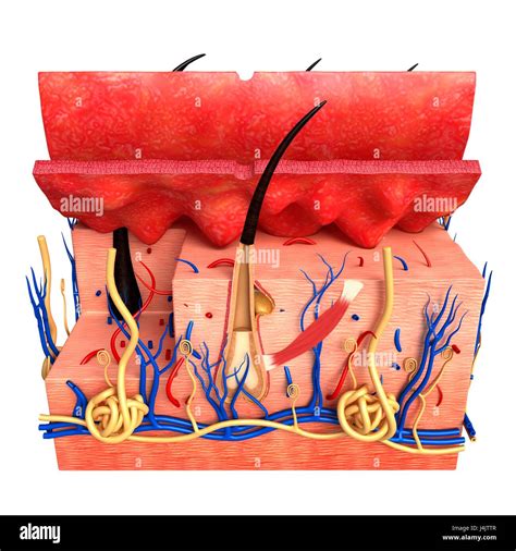 Illustration Of Human Skin Anatomy Stock Photo Alamy