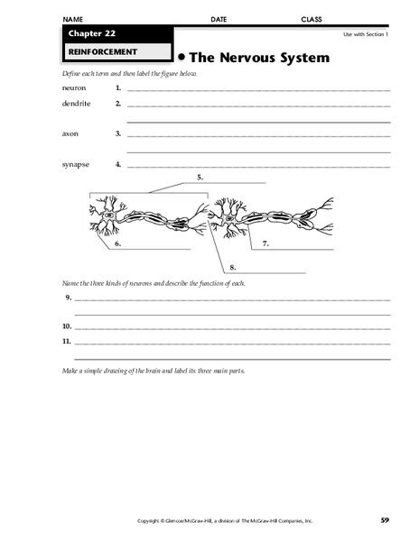 The Nervous System Worksheet For 9th Grade Lesson Planet