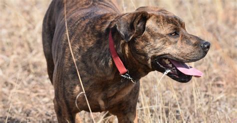 Mountain Cur Dog Breed Complete Guide A Z Animals