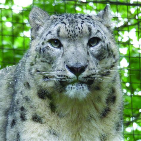 Dudley Zoo Snow Leopard Heading To The Himalayas Central Itv News