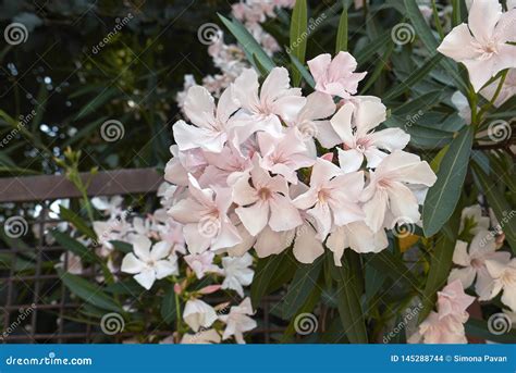 White Inflorescence Of Nerium Oleander Stock Photo Image Of Cultivar