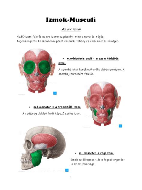 Izmok Ábrákkal1 Pdf