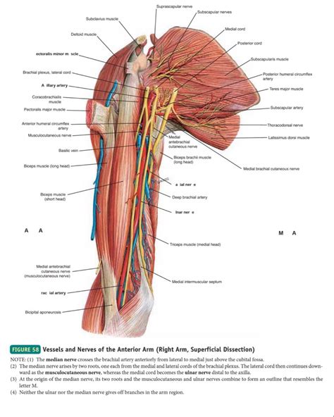 Arteries Nerve Mucles Radial Nerve Ulnar Nerve Brachial Cure