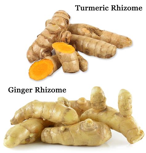 Ginger Turmeric Are Two Of The Most Researched Plants In The History