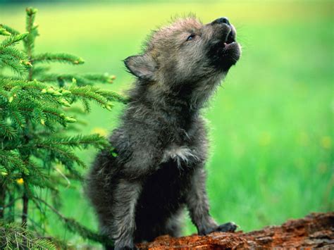 White Wolf On World Animal Day These 10 Photos Of Wolf Pups Is The