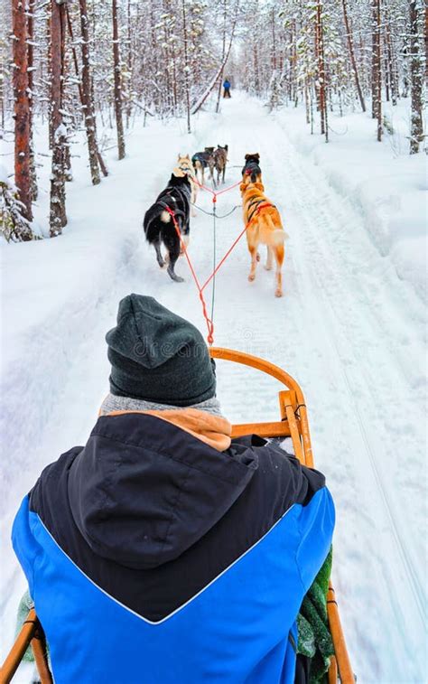 Man Riding Husky Sledge In Lapland In Winter Finland Reflex Stock Photo