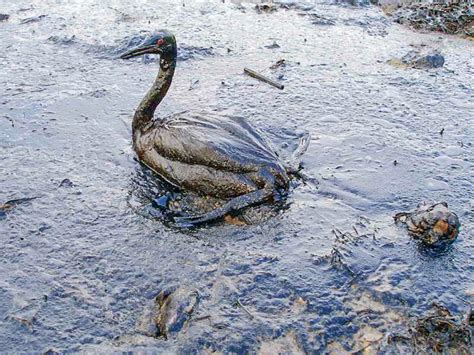 Oil Spills And Microbes Botany Boost Blog