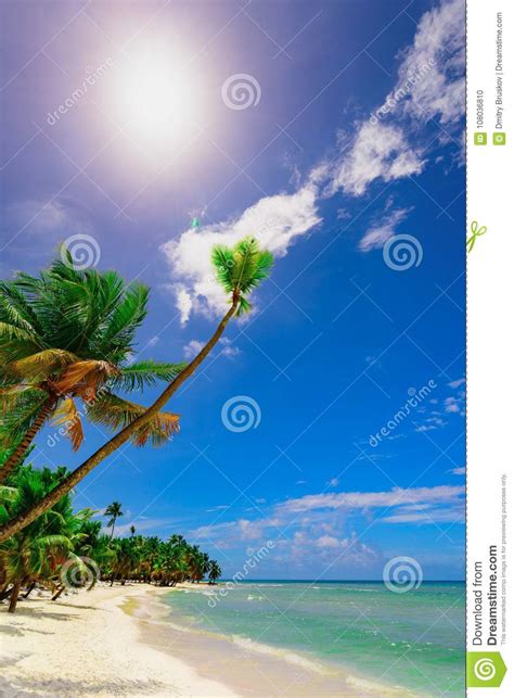 Paradise Beach Beautiful White Sand With Palm Tree In The Resort Stock