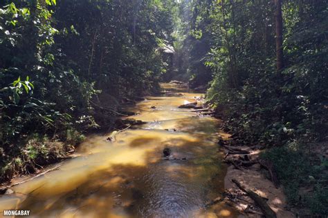 Birds Eye View Drone Photos Of The Amazon Rainforest Insider