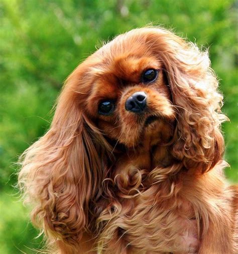 Gorgeous Ruby Cavalier Ruby Heart Name Of A Beloved Pet Buried In The