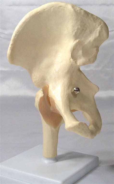 Human hip bone muscle joint anatomical teaching demonstration medical