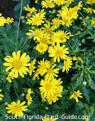 We did not find results for: bush daisy | Florida plants landscaping, Florida flowers ...