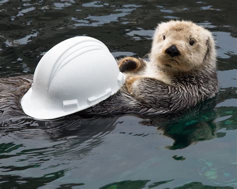 Seattle Aquarium On Twitter Sea Otter Otters Seattle Aquarium