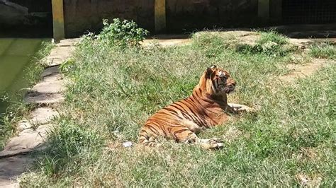 Mengenal Harimau Benggala Hewan Peliharaan Alshad Ahmad Yang Mati Dan Bikin Warganet Meradang
