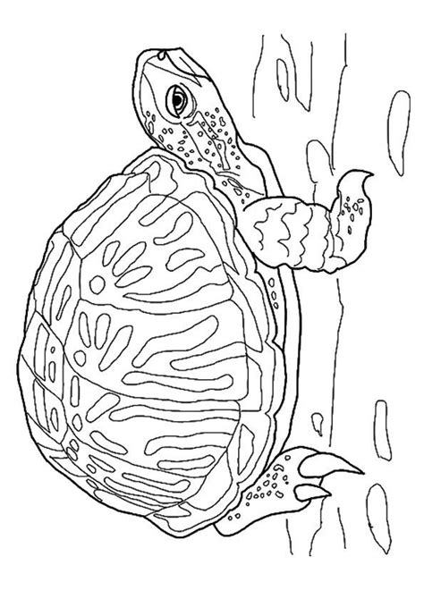 Print Coloring Image Momjunction Turtle Coloring Pages Elephant