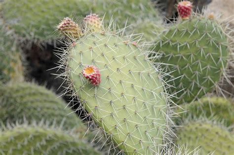 ¿por Qué Tienen Espinas Los Cactus Rtvees