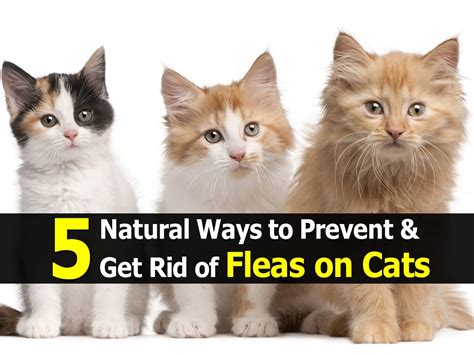 5 Natural Ways To Prevent And Get Rid Of Fleas On Cats