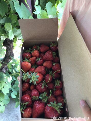 Pick Your Own Strawberries Adelaide Hills | Beerenberg, Hahndorf - Play ...