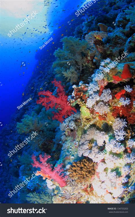Marine Life In The Red Sea Stock Photo 134733203 Shutterstock