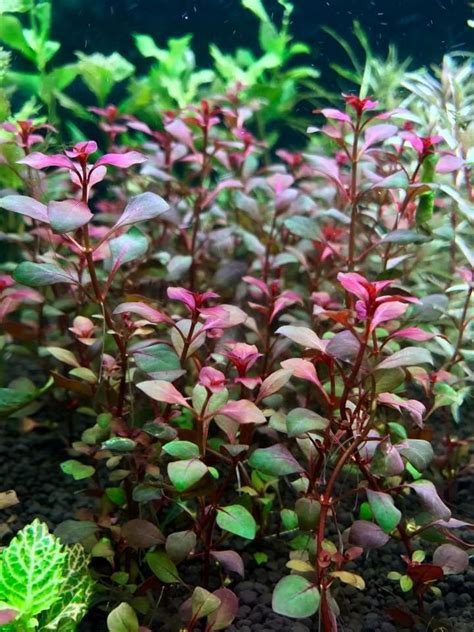 Ludwigia Hybrid Red Fische Aqua