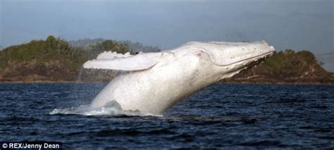 Rare Humpback Whale Spotted Off Australian Shores Daily Mail Online