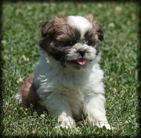 Our shih tzu come in an array of beautiful colors. Shih Tzu puppy for sale in WAYLAND, IA. ADN-37969 on PuppyFinder.com Gender: Male. Age: 11 Weeks ...