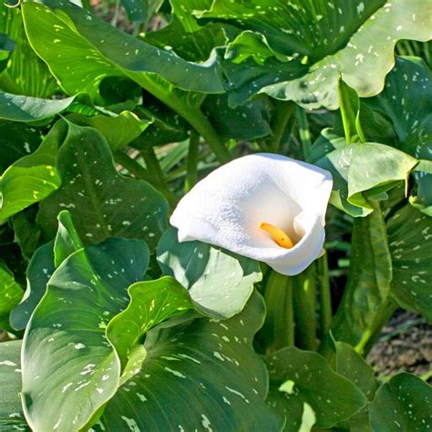 Zantedeschia Aethiopica White Giant Calla Lily From Sandy S Plants