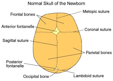 Anatomy Of The Newborn Skull Childrens Hospital Of Wisconsin