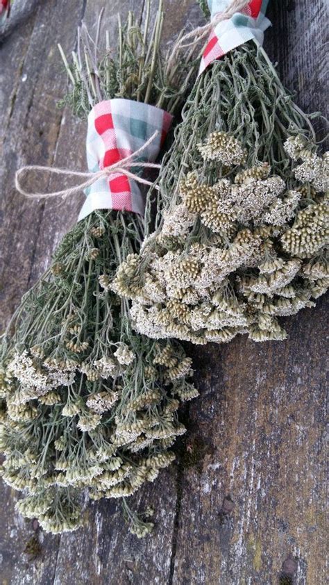 We did not find results for: Rustic dried flower bouquet yarrow achillea millefolium ...
