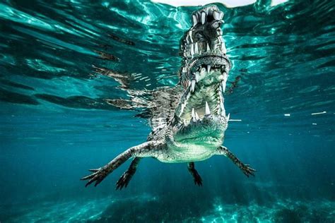 The Most Beautiful Crocodile Photos Weve Ever Seen Focusing On