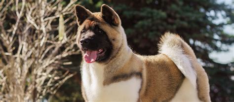 Akita Puppies For Sale Greenfield Puppies