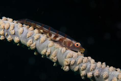 Whip Coral Goby Todd Aki Flickr