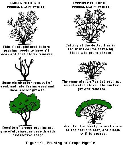 Pruning And Maintaining Shrubs And Trees