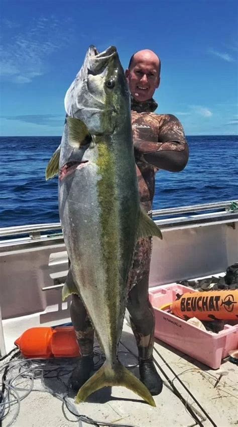 The yellowtail damselfish is extremely hardy and gorgeously colored. Fisherman on chartered trip reels in 41kg kingfish off NZ ...