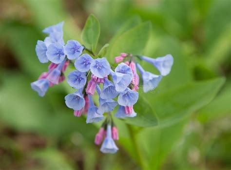 Virginia Bluebells Stock Image Image Of Wild Flower 70566897